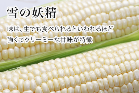 とうもろこし 雪の妖精 12本【令和８年産予約受付】 朝もぎとうもろこし  [011-57]