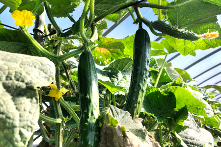 C-864 今が旬！新鮮野菜定期便(6回コース)