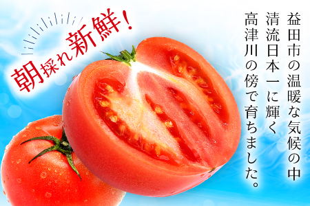 A-991 [秋作]朝採れトマト4㎏(20玉前後)
