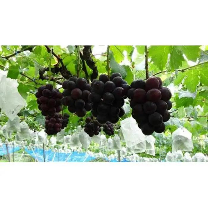 【甘さとみずみずしさが自慢】種なしピオーネ＜ぶどう約２kg＞★8月下旬から9月下旬発送★【KF10】