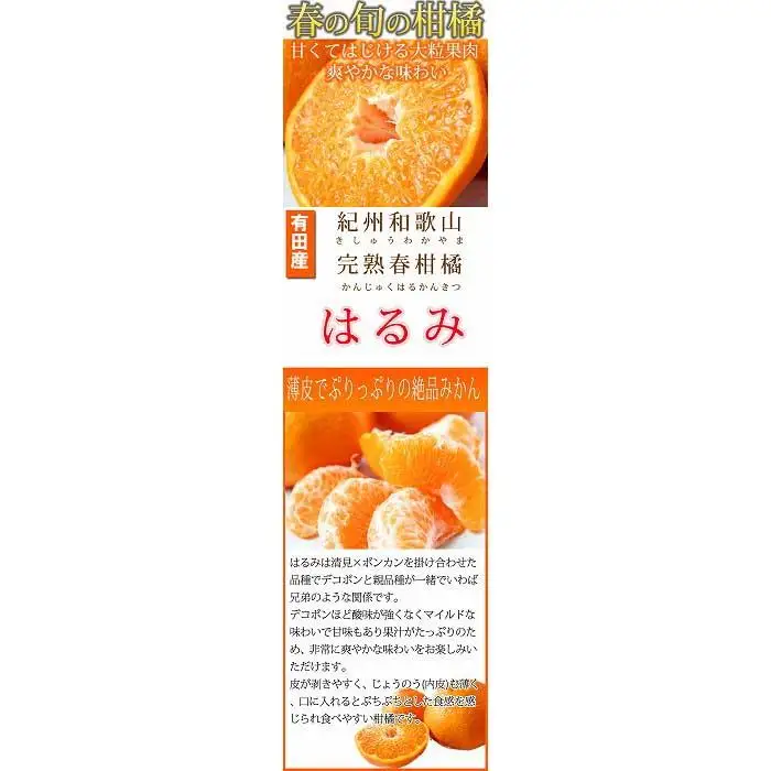 果肉ぷりぷり!完熟はるみ　５ｋｇ［2027年2月上旬頃～2027年2月下旬頃に順次発送］［UT22］