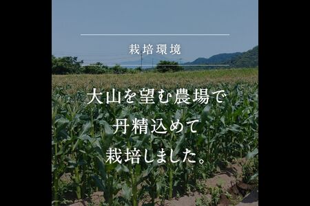 南部町産 朝採れスイートコーン（ホワイト種）5kg箱  2026年収穫分＜数量限定＞