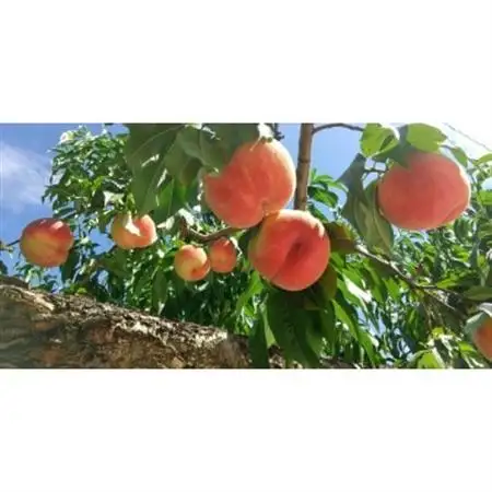 【2026年発送】新鮮!山梨市産 桃 約3kg(8～12玉)【配送不可地域：離島】【1305781】