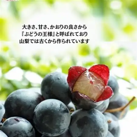 【2026年発送】産地直送 山梨市産 巨峰2房【配送不可地域：離島】【1377175】