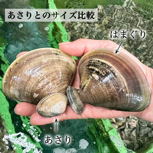 大粒!天然はまぐり(特特大サイズ)170g前後×10個入り 個包装 岬だより