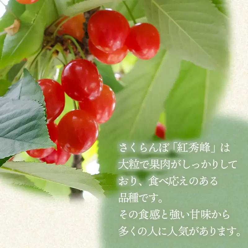 【令和8年産先行予約】 さくらんぼ 紅秀峰 約1kg 山形県庄内産　丸果庄内青果　| サクランボ チェリー 紅秀峰 果物 くだもの フルーツ 1キロ 甘い 完熟 旬 産地直送 人気 美味しい 2026年産 お取り寄せ 山形県 鶴岡市 東北 返礼品
