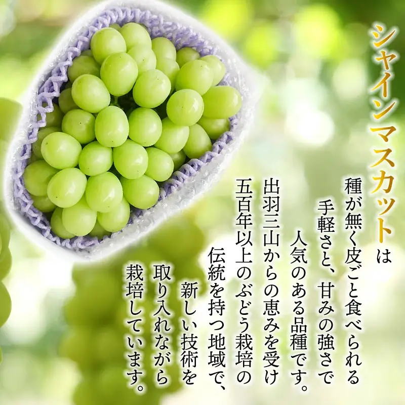 【令和8年産先行予約】シャインマスカット 約1.5kg　丸果庄内青果