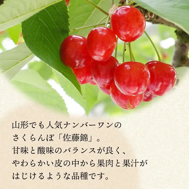 【令和8年産先行予約】さくらんぼ　佐藤錦 約1kg 山形県庄内産　丸果庄内青果　| サクランボ チェリー 佐藤錦 果物 くだもの フルーツ 1キロ 甘い 完熟 旬 産地直送 人気 美味しい 2026年産 お取り寄せ 山形県 鶴岡市 東北 返礼品
