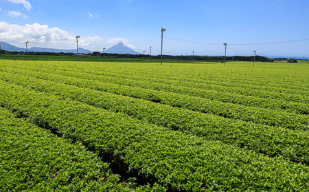 C3-22119／【3回定期】財宝のおいしい お茶 500ml×24本×2箱