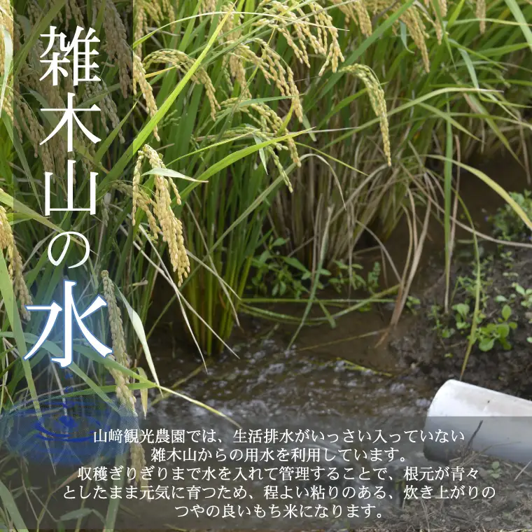 もち米 5kg 令和7年産 AU008