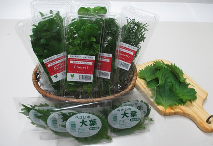 大葉とハーブの詰め合わせセット【新潟県妙高市】 料理 の アクセント 大葉 セルバチカ イタリアンパセリ ローズマリー スペアミント スープ パスタ サラダ スパイシー ゴマ風味 香り 辛味 清涼感 えぐみ が 少ない 独特な香りが特徴 化学農薬不使用