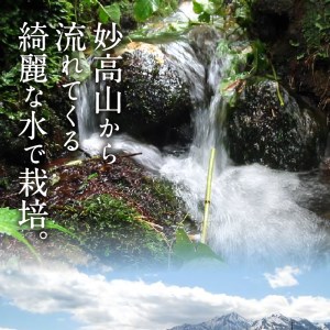 【2026年6月上旬発送】令和7年産 新潟県妙高産つきあかり10kg無洗米※沖縄県・離島配送不可