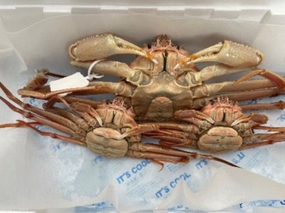 【22013】鳥取県網代産 訳あり松葉がに 親がに 夫婦セット（生）※お届けは2026年11月中旬～