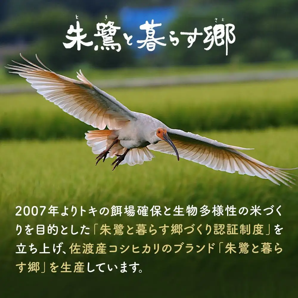 佐渡産コシヒカリ 朱鷺と暮らす郷（5kg）