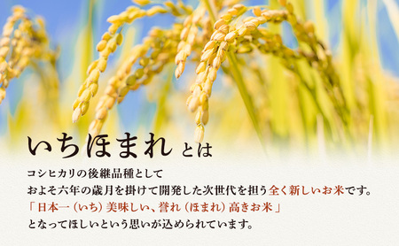 無洗米 令和7年産 いちほまれ 10kg 福井 高級ブランド米 お米 おこめ 米 コメ こめ 白米 精米 ご飯 ごはん 福井県