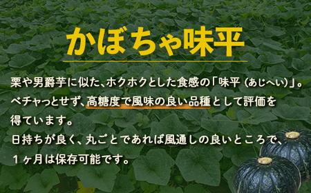【2026年9月以降順次発送】北海道 豊浦産 かぼちゃ 味平 約10kg 5～7玉入り