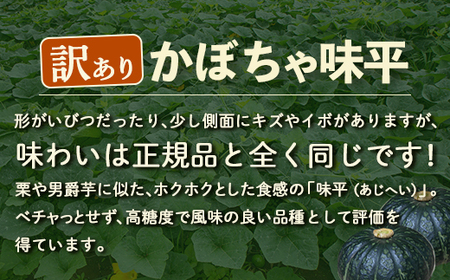 【2026年9月以降順次発送】【訳あり】北海道 豊浦産 かぼちゃ 味平 約10kg 5～7玉入り 