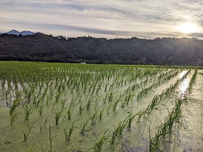 【令和7年度米】白州米 亀の尾『白米』3kg 農薬不使用 化学肥料不使用 天日干し 幻 希少 低タンパク 山梨県 北杜市 [h208]