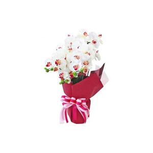造花 シルクフラワーの胡蝶蘭の鉢植 3本立 光触媒 ホワイトオーキッド ／ お花 コチョウラン 埼玉県