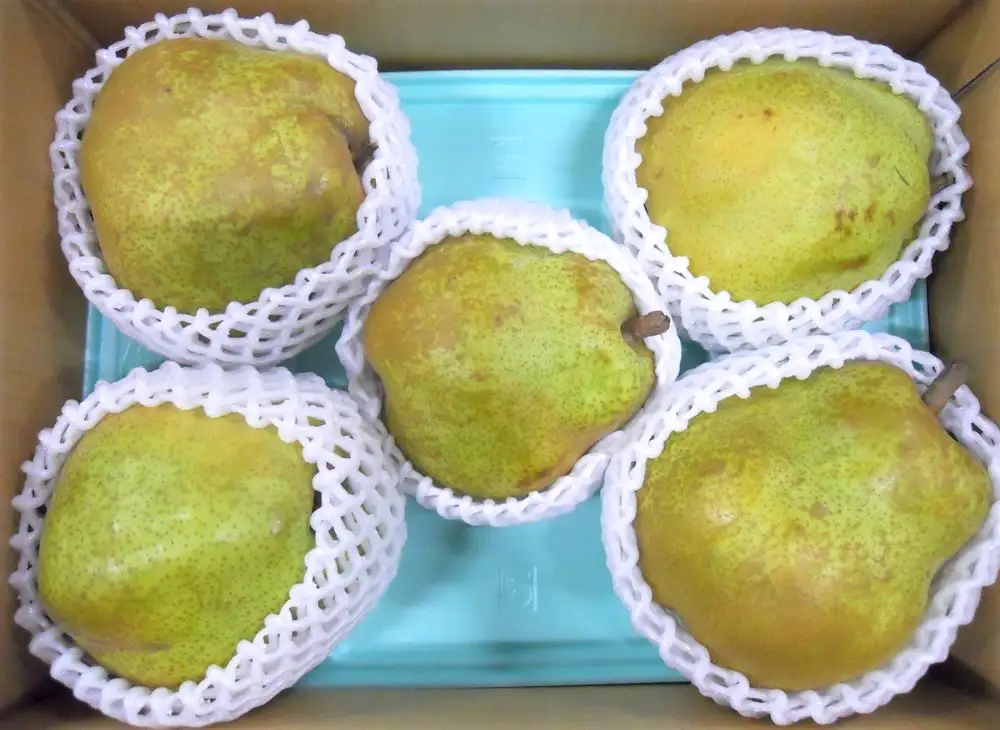 西洋梨（ラ・フランス）３ｋｇ×２箱　大玉　ご家庭用　0017-2619