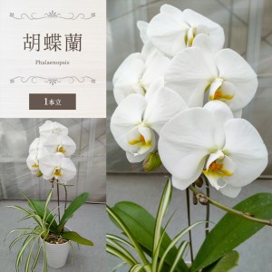 胡蝶蘭（1本立）