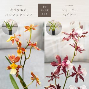 キラウエア・パシフィックフレア とシャーリーベイビーセット