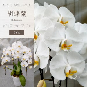 胡蝶蘭（3本立）
