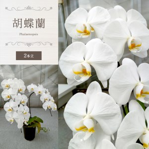 胡蝶蘭（2本立）