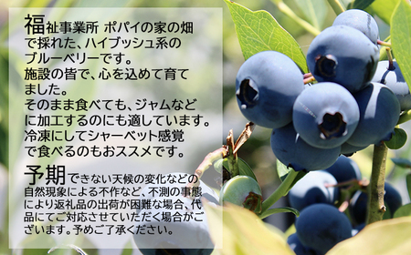 【2026年6月下旬発送開始予定】 【数量限定】 採れたて ブルーベリー 約600g ＜ 福祉事業所 ポパイの家 ＞ ／ ブルーベリー 生ブルーベリー 冷蔵 新鮮 産地直送 旬 フルーツ 果実 果物 くだもの 期間限定 季節限定 朝採れ 朝採り ふぞろい 不揃い 岩手県産 八幡平市産 おすすめ オススメ