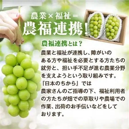 【2026年発送】農福連携 シャインマスカット2房(合計1kg程度)【配送不可地域：離島】【1271031】