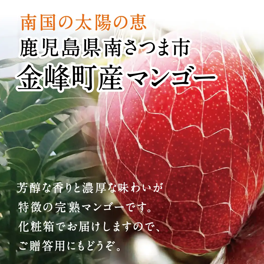 鹿児島県産 完熟マンゴー 3～4Lサイズ 2玉（化粧箱入り）［数量・期間 限定 ］マンゴー 完熟マンゴー トロピカルフルーツ 完熟 芳醇 国産 果実 果物 くだもの フルーツ 果肉 果汁 食品 デザート スイーツ おやつ 甘い ジューシー 旬 夏 季節限定 季節の果物 南国フルーツ 南国 おすすめ 高級 ご褒美 贅沢 グルメ 冷蔵 JAさつま日置 鹿児島 鹿児島県 南さつま市