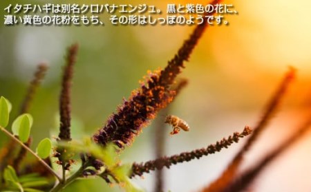 はちみつ 国産 イタチハギはちみつ 300ｇ