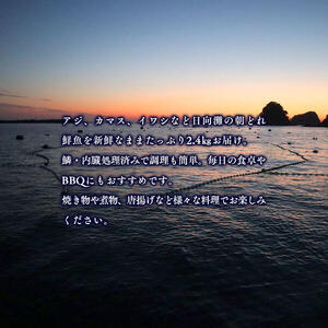 【単月お届け】大和海商の朝どれ鮮魚小魚パック2.4kg N072-YA2241