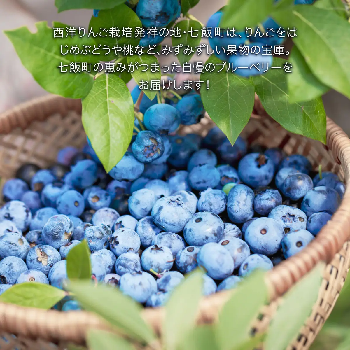 【先行予約】 令和8年7月下旬頃より発送  北海道七飯町産 生ブルーベリー 500g×2パック NAR001