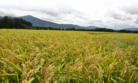【3回定期便】令和7年産 コシヒカリ 5kg 定期便 精米 白米