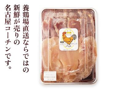 純系名古屋コーチン (1羽)【0873】