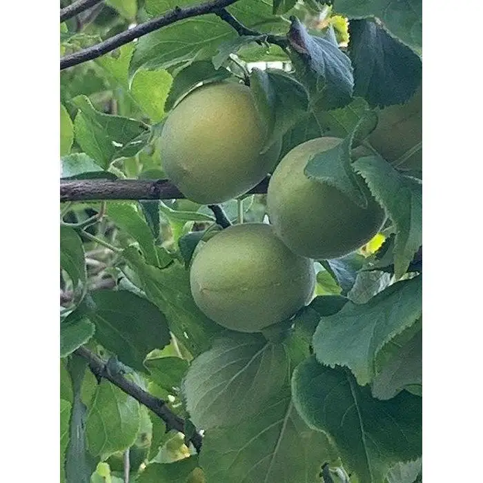 南高梅　Lサイズ　5kg　マルシ農園