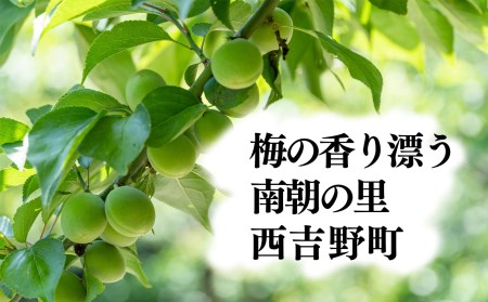 青梅（ジュース・梅酒用）約5kg | 果実 かじつ カジツ 梅 うめ ウメ ジュース 奈良県 五條市 シロップ 