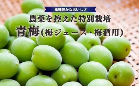 【堀内果実園】奈良県産 特別栽培 大切に育てた青梅(梅ジュース・梅酒用）3kg | 果実 6月 奈良県 五條市