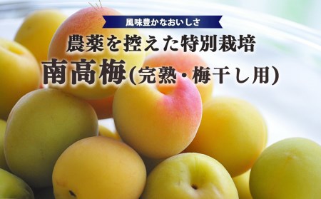 【堀内果実園】奈良県産 特別栽培 大切に育てた南高梅(完熟・梅干し用）3kg | 果実 6月 奈良県 五條市