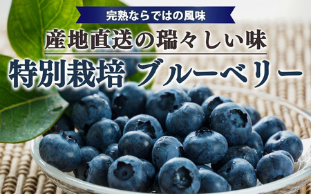 【堀内果実園】奈良県産 特別栽培 ブルーベリー90gx6Pセット | 低農薬 季節限定 奈良県 五條市