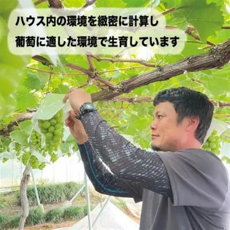 朝もぎ直送! 『ハウス　シャインマスカット』2房 ふるさと納税【配送不可地域：離島】【1275951】