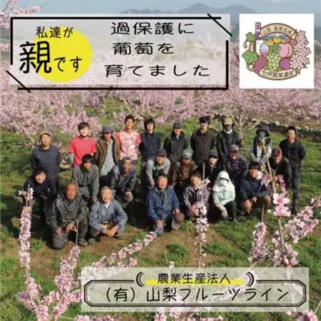 《2026年発送》朝もぎ直送!!過保護に育った葡萄『のびのび育てたシャインマスカット』2房_甘いシャインマスカット あまいシャインマスカット 美味しいシャインマスカット おいしいシャインマスカット 人気のシャインマスカット 瑞々しいシャインマスカット _【配送不可地域：離島】【1363897】