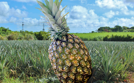 《訳あり品》2026年【屋我地島　農家協同直売所】ゴールドバレル約5kg 訳あり品 沖縄 バレル パイナップル パイン ぱいん 県産 名護 訳あり わけあり 送料無料 ご当地 ふるさと納税 お取り寄せ 生産者応援 ５キロ くだもの 果物 デザート フルーツ