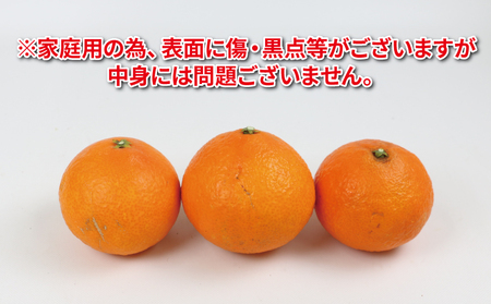 愛果28号 2.5kg 家庭用 つばさ農園 B010-048010