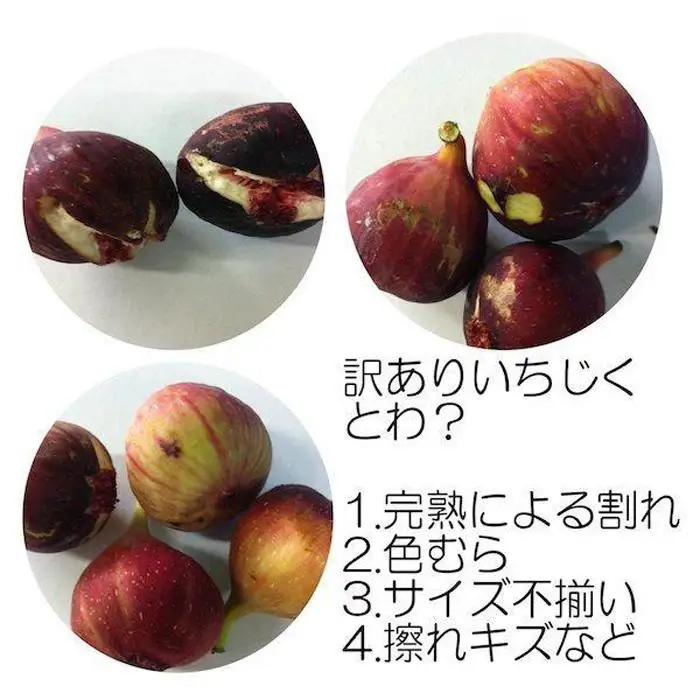 和歌山産 【訳あり】 いちじく  (サイズ不揃い、傷あり) 1.2kg(400g×3パック)