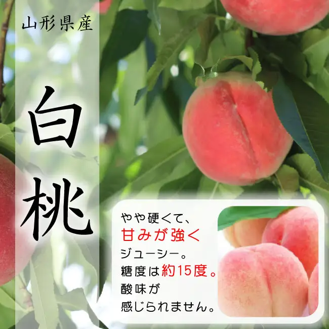 山形市産 白桃 秀品 約3kg [やや硬め]【令和8年産先行予約】FU23-035 くだもの 果物 フルーツ 山形 山形県 山形市 2026年産