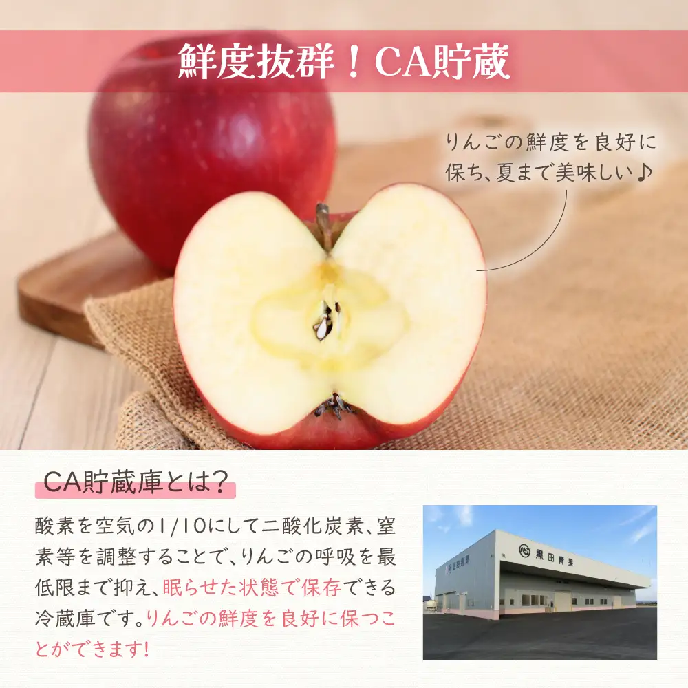 りんご ふじ 訳あり 約5kg 【2026年6月前半発送】 りんご