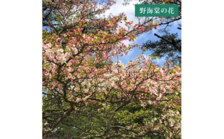 【蔵直･限定品】 野海棠 そよめき 720ml (サクラ樽熟成 麦 7年) 40度以上 祁答院蒸溜所 BS-527
