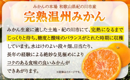 【先行予約】完熟 温州みかん 約3kg (35~40玉) こだまファーム《2026年10月中旬-2027年2月中旬頃出荷》みかんみかんみかん